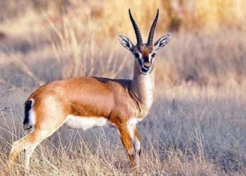 Construction of Deer Safari to help to promote tourism
