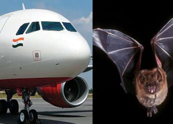 Plane returns midway to airport after crew sights bat inside - Travel News, Insights & Resources.