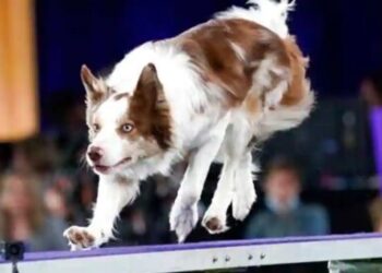 Dogs get a breath of fresh air as Westminster show - Travel News, Insights & Resources.