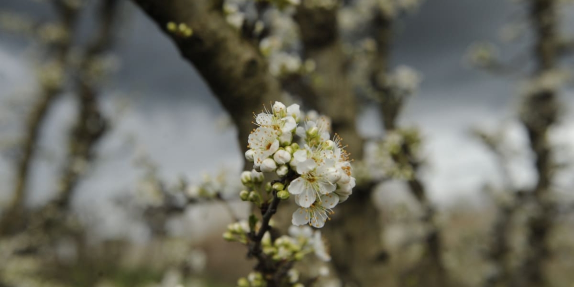 Spring is in the air and on the trees - Travel News, Insights & Resources.