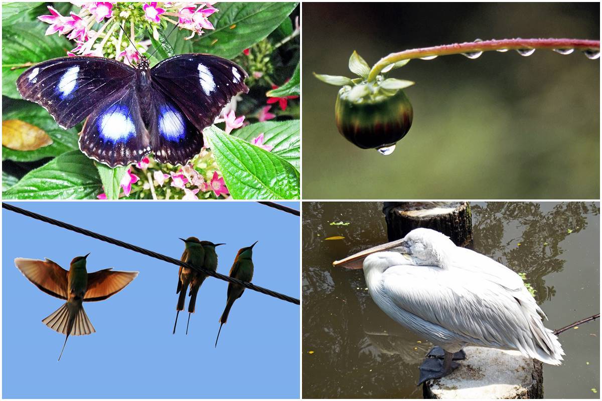COVID, UNESCO listed World Heritage Site, Keoladeo Ghana Bird Sanctuary , Bharatpur Bird Sanctuary
