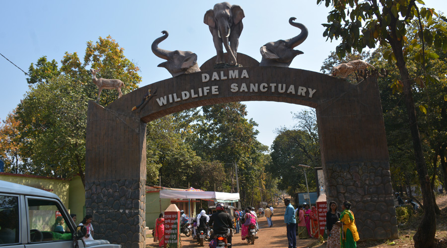 1605619407 dalma wildlife sanctuary - Travel News, Insights & Resources.
