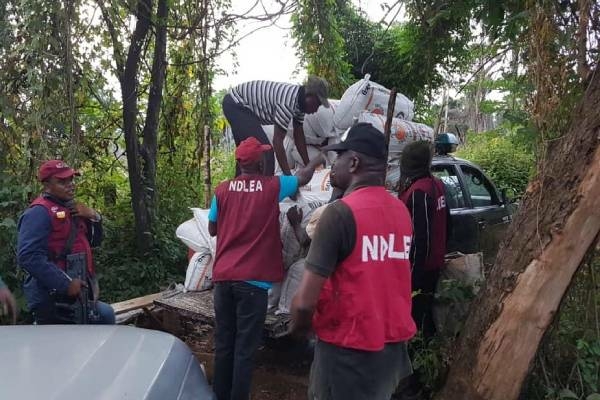 NDLEA arrests drug mule recovers over 6000kg narcotics from fake - Travel News, Insights & Resources.