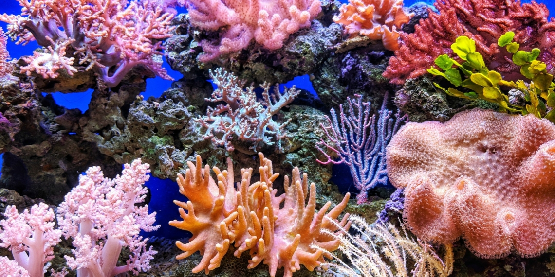 Whats being done to protect Qatars coral reefs Doha - Travel News, Insights & Resources.