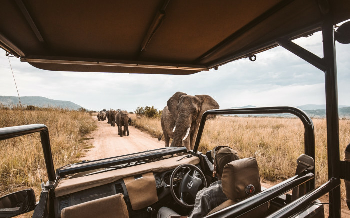 COVID Omicron variant leaves SAs safari tourism industry in tatters - Travel News, Insights & Resources.