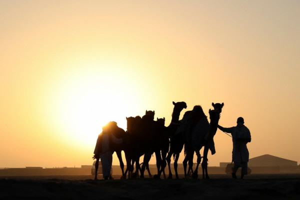 Madinet Zayed Camel Beauty Pageant of Al Dhafra Festival to - Travel News, Insights & Resources.