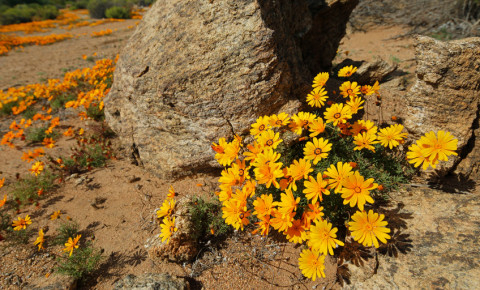Climate change threatening Namaqualand daisy and the tourism it brings - Travel News, Insights & Resources.