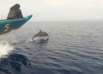 Dolphin watching is among the new tourism offerings in Barili town.