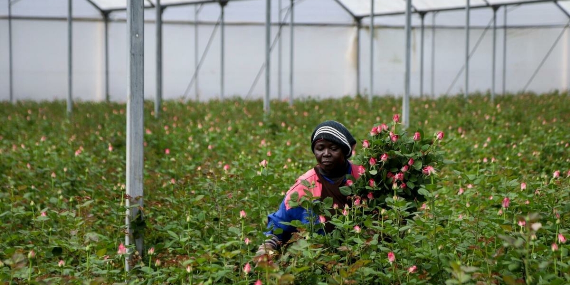 Valentines Day flowers Kenya races to meet demands in Europe - Travel News, Insights & Resources.
