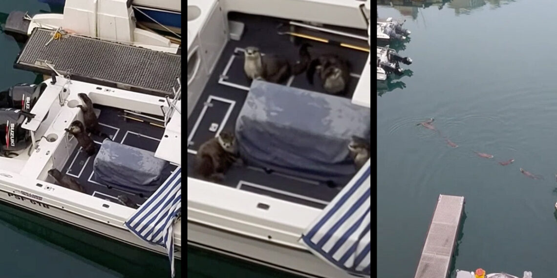 All aboard Otters commandeer docked boat in South Africa - Travel News, Insights & Resources.