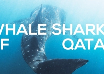 Discover Qatar launches exclusive experience to discover countrys whale sharks - Travel News, Insights & Resources.
