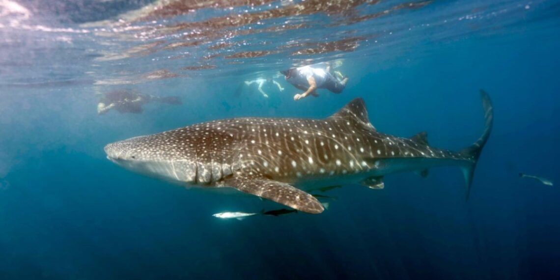 First permit to visit concentrations of whale sharks issued - Travel News, Insights & Resources.