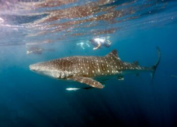 First permit to visit concentrations of whale sharks issued - Travel News, Insights & Resources.