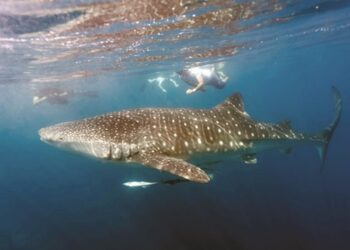 MoECC grants permit for whale shark tours - Travel News, Insights & Resources.