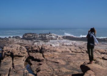 Whats killing South Africas seals - Travel News, Insights & Resources.