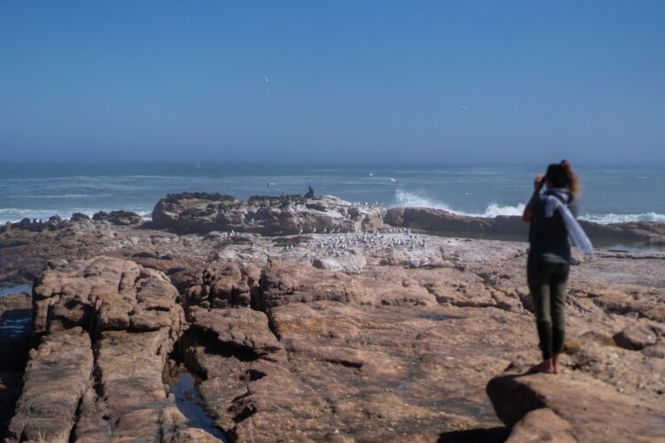Whats killing South Africas seals - Travel News, Insights & Resources.