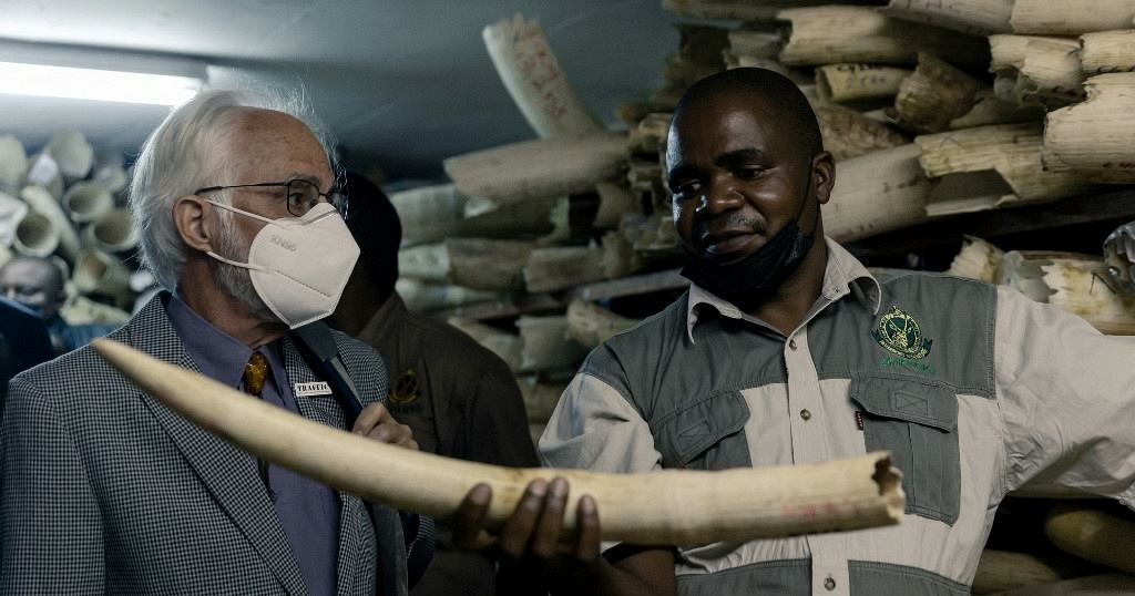 Zimbabwe seeks allies to allow international ivory trade Africanews - Travel News, Insights & Resources.