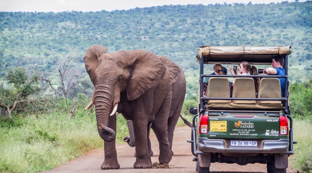 An elephant walking along a safari tour vehicle in Kruger National Park. Image: Shutterstock