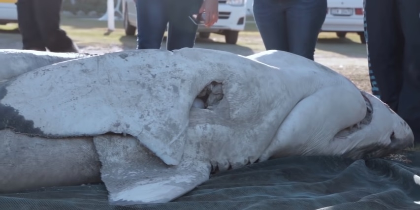 Great White Sharks With No Organs Found in South Africa - Travel News, Insights & Resources.