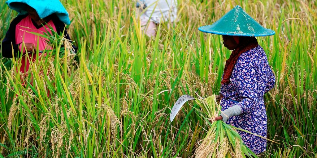 Indonesian farmer platform AgriAku raises 35m - Travel News, Insights & Resources.