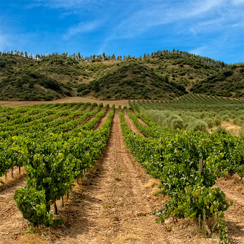 La Rioja to host 2023 edition of the UNWTO Global - Travel News, Insights & Resources.