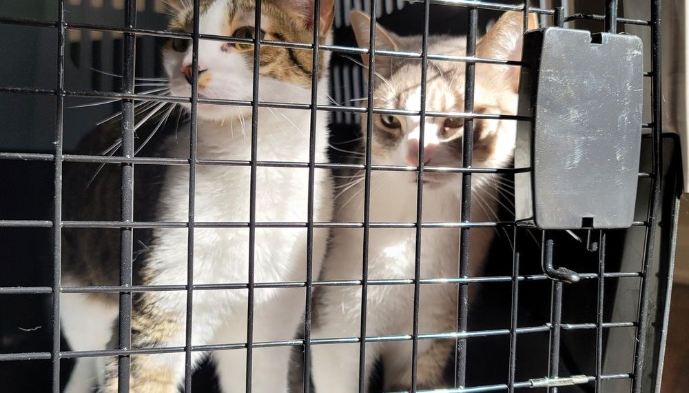 Air Canada sent Toronto mans cats to California without him - Travel News, Insights & Resources.