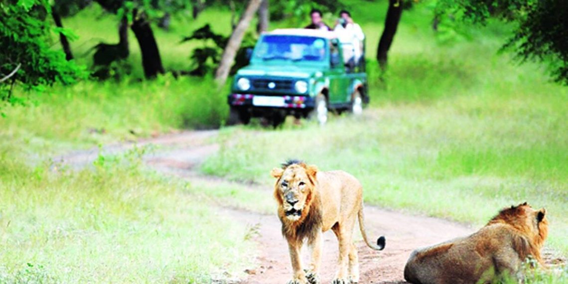 Uttar Pradesh Cabinet approves night safari park zoo in Lucknows - Travel News, Insights & Resources.