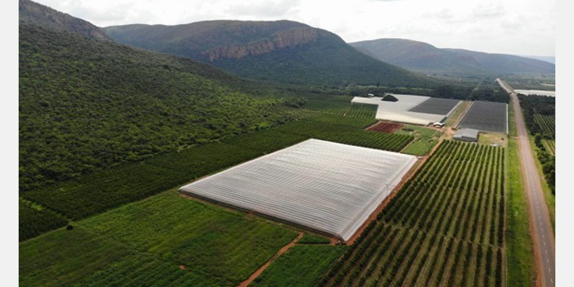 Exports commence of South Africas earliest peaches.jfif - Travel News, Insights & Resources.
