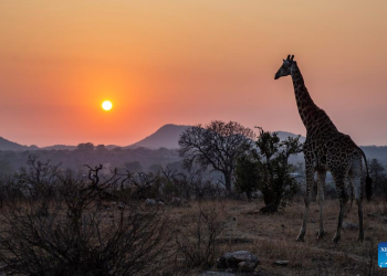 In pics Kruger National Park in South Africa - Travel News, Insights & Resources.