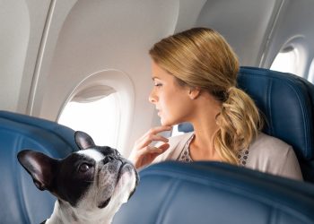 Nightmare Dog Fiasco On Delta Air Lines Flight Live - Travel News, Insights & Resources.