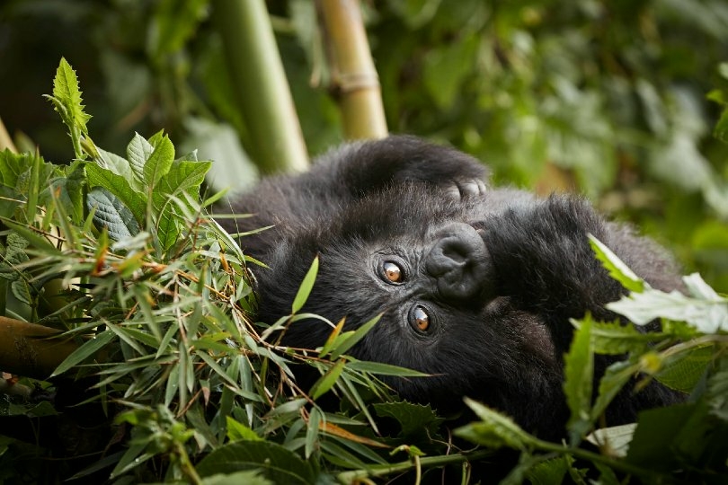 OneOnly Gorillas Nest offers exclusive conservation insights - Travel News, Insights & Resources.