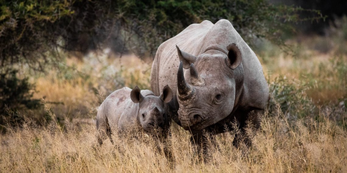The quest continues to save the rhino - Travel News, Insights & Resources.