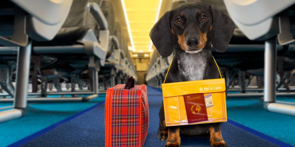 Yes My Dog Has a Passport Heres How Yours Can - Travel News, Insights & Resources.