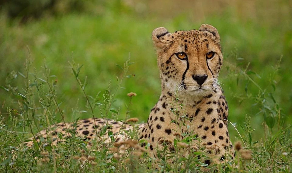 Cheetah safari focuses on conservation - Travel News, Insights & Resources.