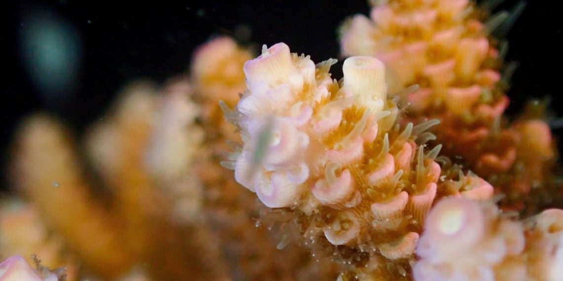 Coral nursery ‘gives birth’ for the first time on the Great Barrier Reef