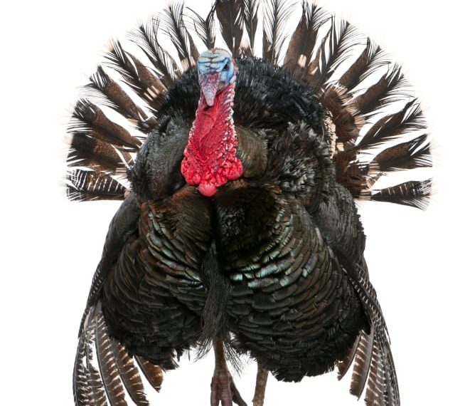 Gobble Gobble The Headless Turkey Awards For Lawyers Above - Travel News, Insights & Resources.