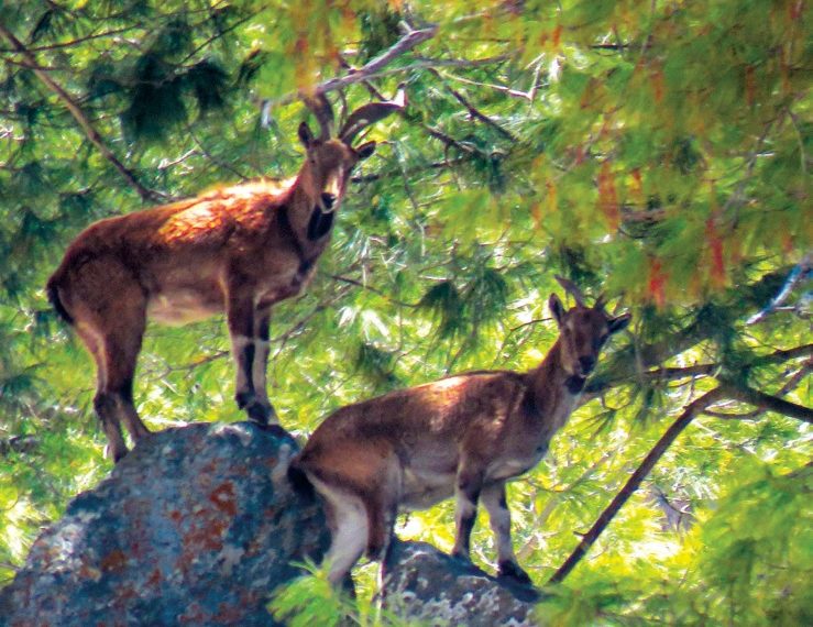 Kazinag National Park An Abode to endemic Markhor - Travel News, Insights & Resources.