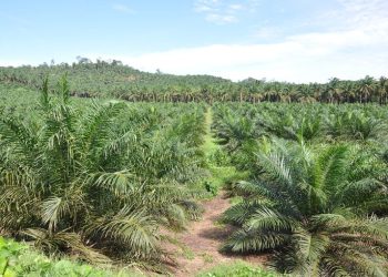 Palm oil sustainability debated on sidelines of G20 summit - Travel News, Insights & Resources.