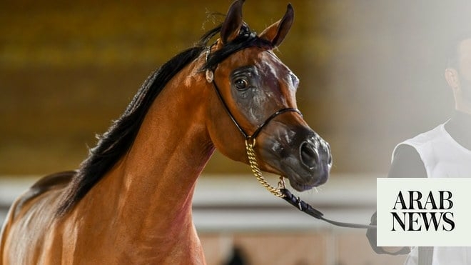 Riyadhs Arabian Horse Festival kicks off with top breeders - Travel News, Insights & Resources.