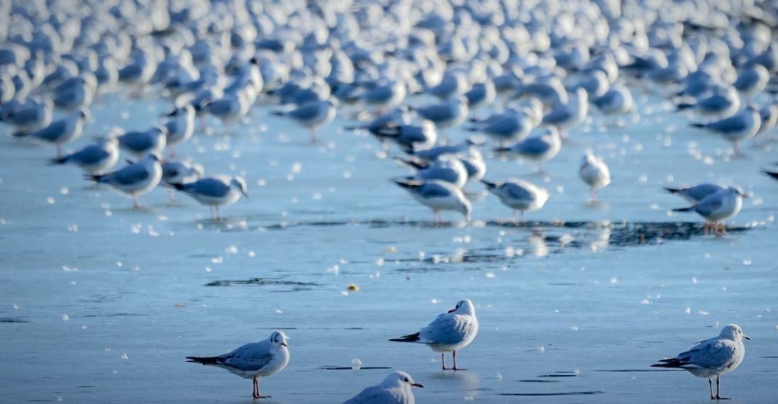 Tourists and seagulls flock to each other at a sandbar - Travel News, Insights & Resources.