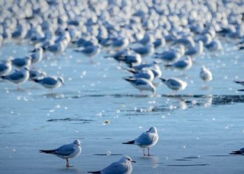 Tourists and seagulls flock to each other at a sandbar - Travel News, Insights & Resources.