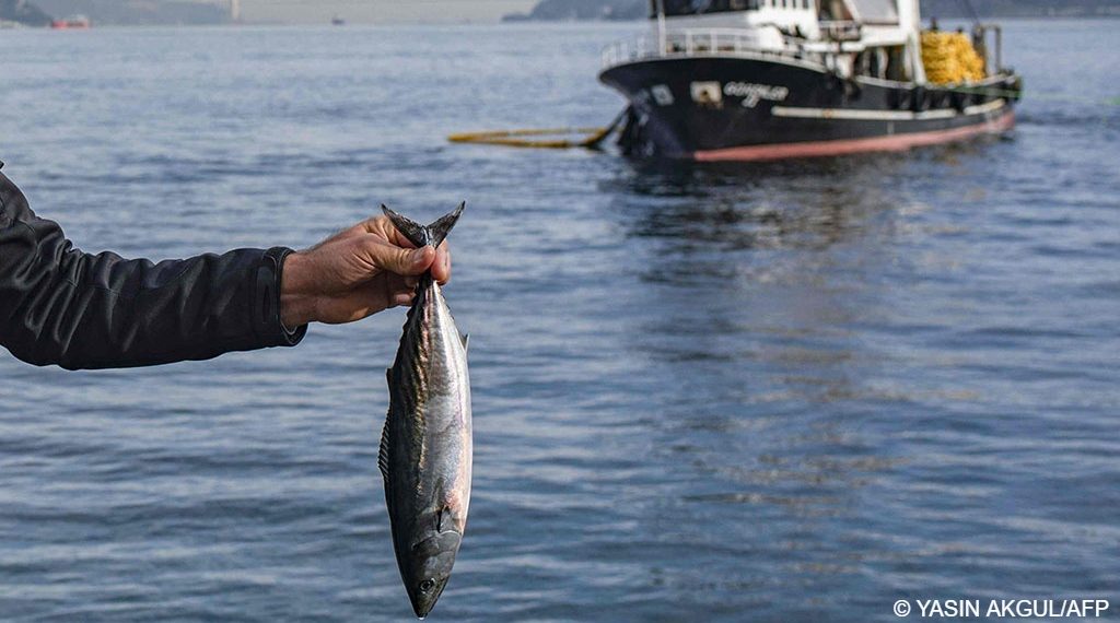 Where are the mackerel Bosphorus fish stocks crash - Travel News, Insights & Resources.