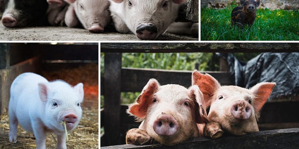 Youre Gonna Love a Pig Centric Airbnb Opening in 2023 in - Travel News, Insights & Resources.