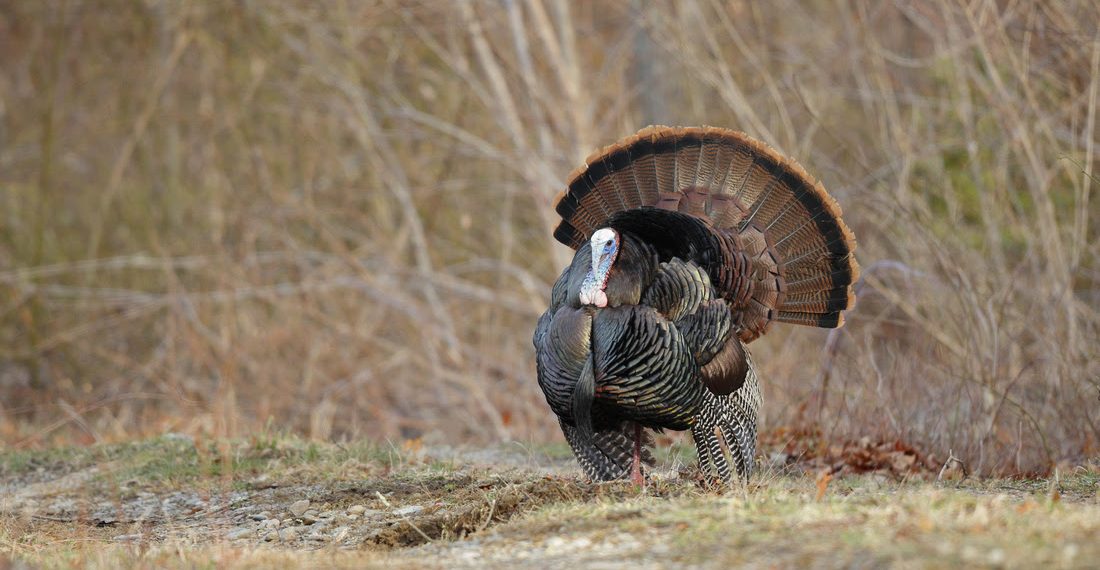 2022 fall turkey harvest increased by almost 46 percent - Travel News, Insights & Resources.