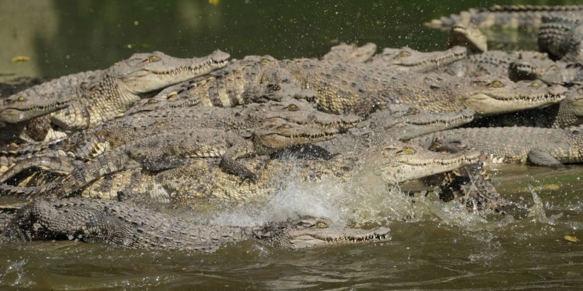 Thai crocodile farmers want trade restrictions relaxed - Travel News, Insights & Resources.
