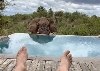 WATCH Wild Elephant Enjoys Swimming Pool Splash in South Africa - Travel News, Insights & Resources.