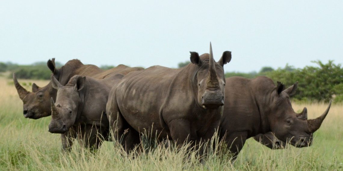South Africa rhino poachers spread from national parks - Travel News, Insights & Resources.