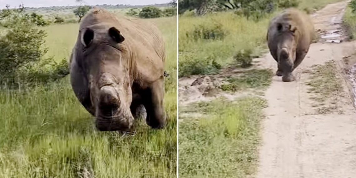 Rhino Goes on Rampage Chases Tourist Jeep for Over 1 - Travel News, Insights & Resources.