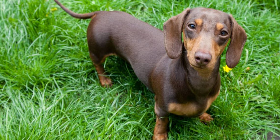 Babys Fit of Giggles Over Seeing Dachshund at Her Airbnb - Travel News, Insights & Resources.