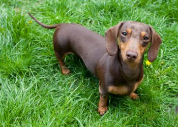 Babys Fit of Giggles Over Seeing Dachshund at Her Airbnb - Travel News, Insights & Resources.